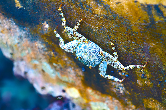 crab