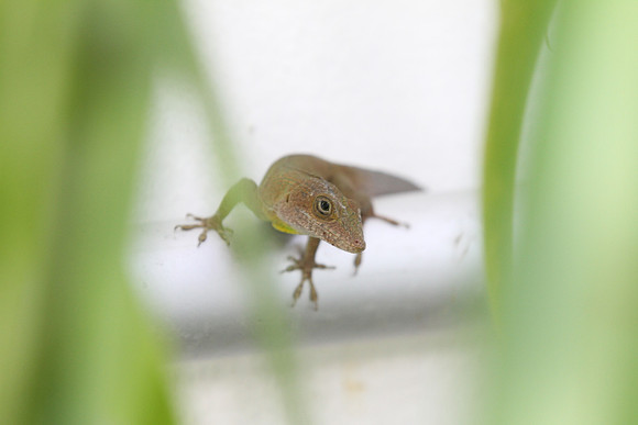 anole (2)