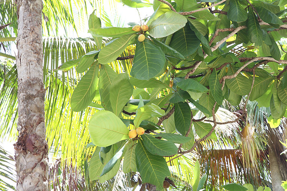 almond tree