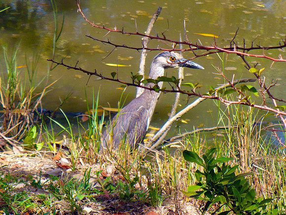 bird