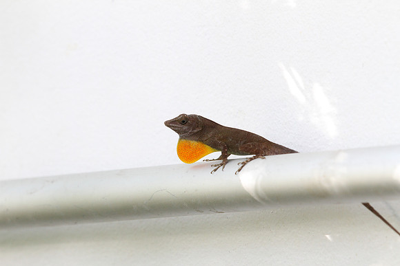 anole (4)