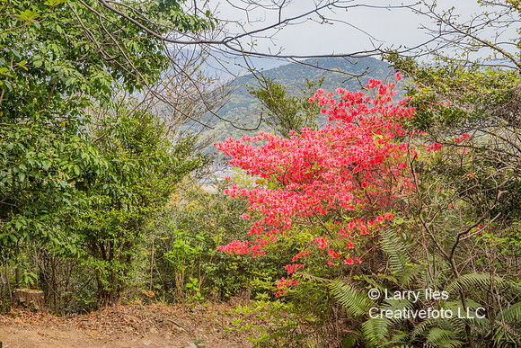 5D4_8545