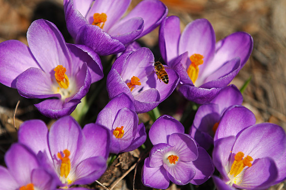 Crocus and Bee-2