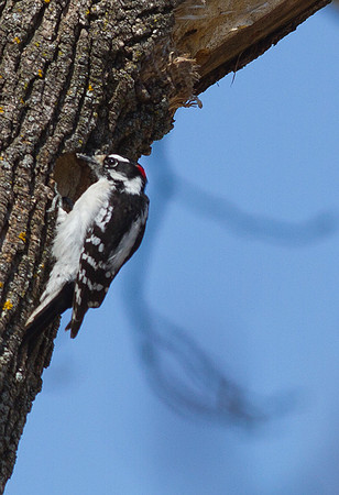 Wood Pecker