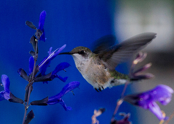 IMG_2910