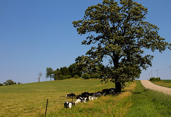 Cows 3