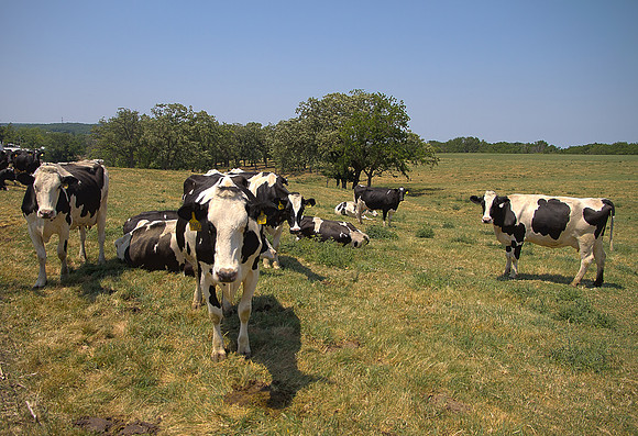 Cows 6